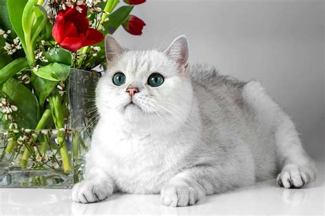 Top 12 Most Expensive Cat Breeds In The World: Ashera Vs, 52% OFF