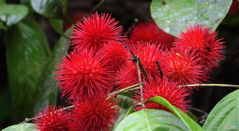 Flora de la amazonía | Plants