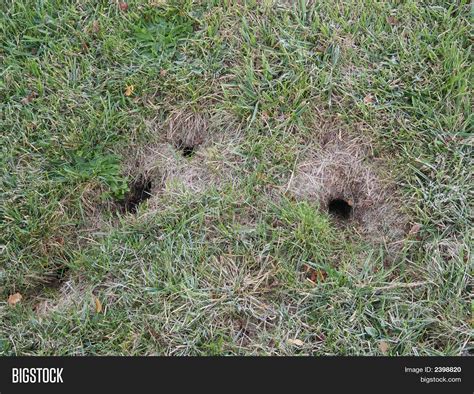 Chipmunk Burrow Holes Image & Photo | Bigstock