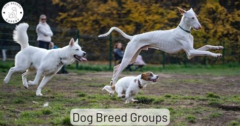 Akc Dog Breed Groups. What Are The Recognized Breed Groups?