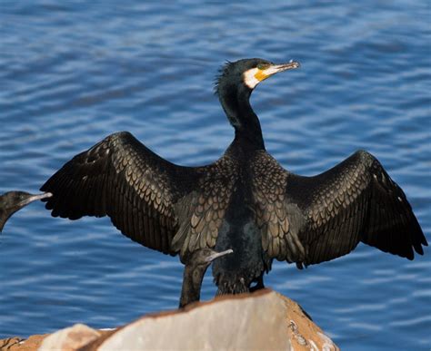 Bird Quizzes - Cormorants and Gulls