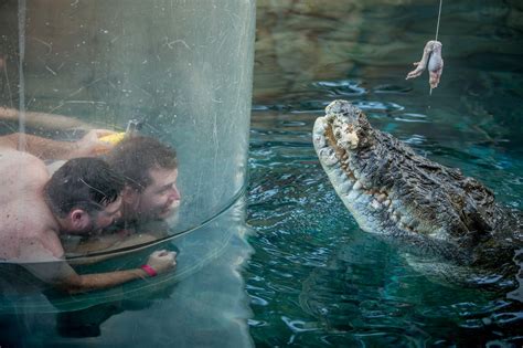 The Strange, Grisly World of Crocodile Hunting in Australia | WIRED