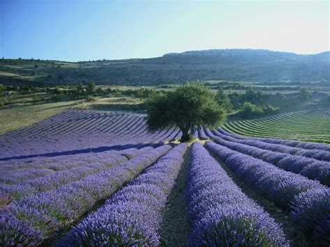 Pin by Sophie Roy-Lafleur on Lavender fields | Provence lavender, Aix ...