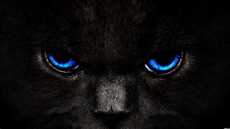 Animals Zoo Park: Black Cat Eyes Wallpapers, Blue Cat Eyes, Yellow Cat Eyes, Green & Red Cats ...