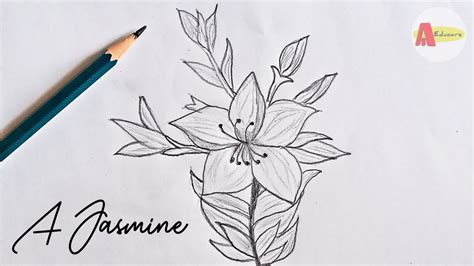 How To Draw Jasmine Flower