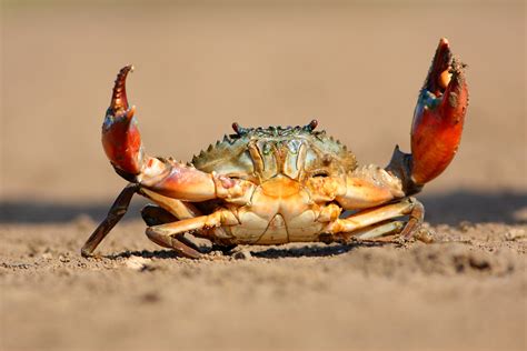 Why do crabs walk sideways? - Discover Wildlife