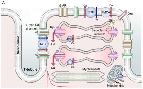 Frontiers | Considerations for an In Vitro, Cell-Based Testing Platform for Detection of Adverse ...