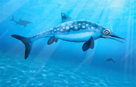 Ophthalmosaurus, illustration - Stock Image - F020/2774 - Science Photo Library