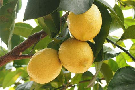 Where Do Lemon Trees Grow In The Us at Mary Johns blog