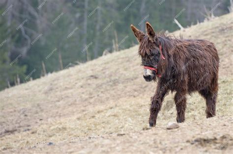 Premium Photo | Brown donkey portrait