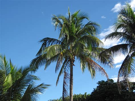 Cocos nucifera (coconut palm tree) (Sanibel Island, Florid… | Flickr
