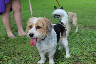 Are Maltese Beagle Mix Dogs the Right Maltese Mix for You?