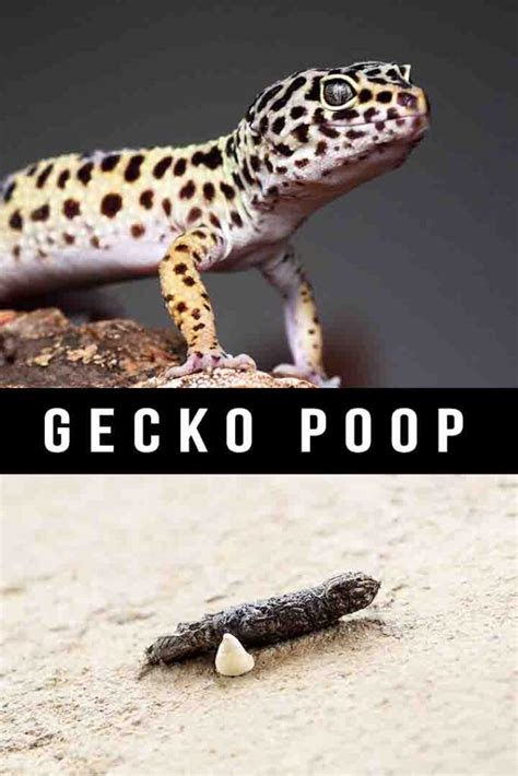 Gecko Poop - What's Normal And What's Not?