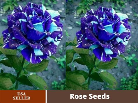 25 Rare Seed Blue Dragon Rose Seeds Flower 1082 seeds - Etsy