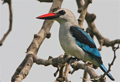 Coraciiformes - Kingfishers, Hornbills Photo Gallery | Wildlife Journal Junior