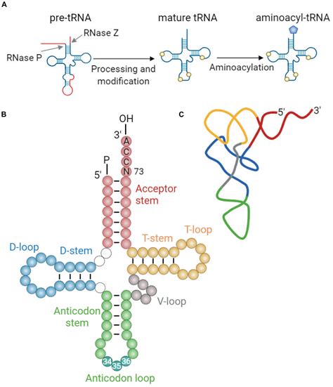 Frontiers | Hijacking tRNAs From Translation: Regulatory Functions of ...