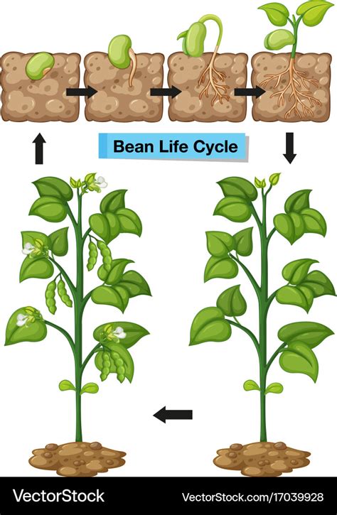 Diagram showing life cycle of bean Royalty Free Vector Image