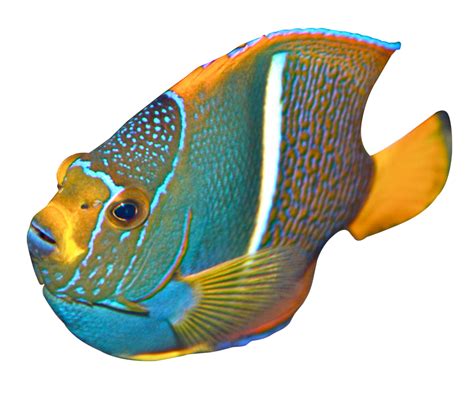 Colorful Fish Png Image Purepng Free Transparent Cc0 Png Image Library ...