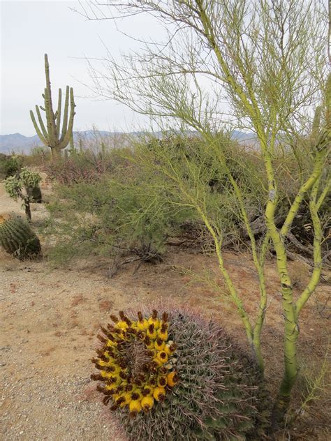 Have Book, Will Travel: Sahuaro National Park--East