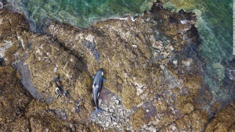 A stranded orca was freed from a rocky coastline in Alaska after being stuck for hours - CNN