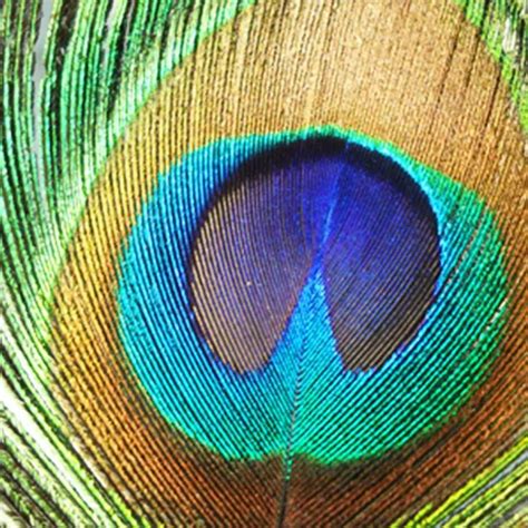 Las Mejores Plumas de Pavo Real Sintéticas y Naturales 】