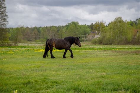 A Horse on a Grass Field · Free Stock Photo