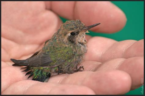 Baby hummingbird | Baby hummingbird Last Thursday when my fr… | Flickr