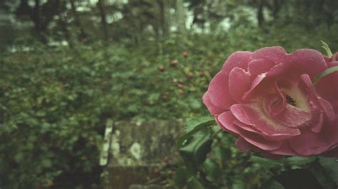 Pink petaled flower, nature, rose, pink, green HD wallpaper | Wallpaper Flare