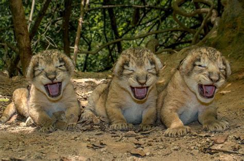 Newborn asiatic lion cubs at the Gir National Park in India : r/aww