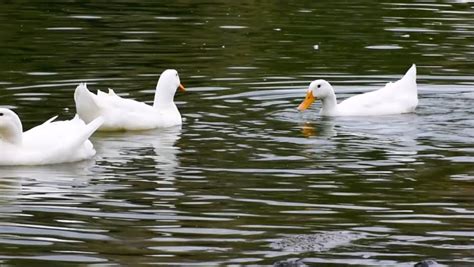 Ducks Swimming On a Pond Stock Footage Video (100% Royalty-free) 12458102 | Shutterstock