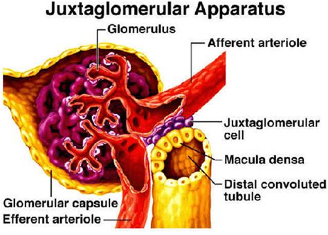 Juxtaglomerular Apparatus Model