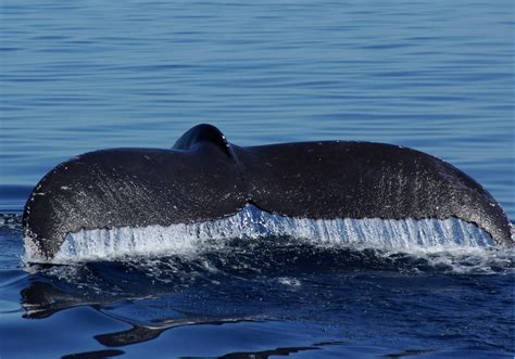 Blue whale fluke Baja | On our second trip to Baja living on… | Flickr