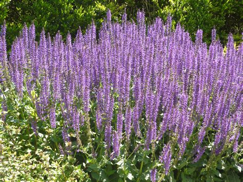 Salvia 'May Night' | Fall plants, Best perennials, Utah gardening