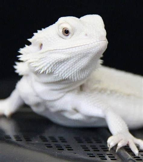 What Makes an Albino Bearded Dragon Special? [White Bearded Dragon]