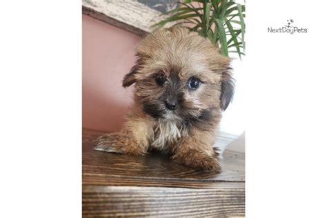 Teacup Shorkie: Shorkie puppy for sale near Madison, Wisconsin. | c771a80a-2f81