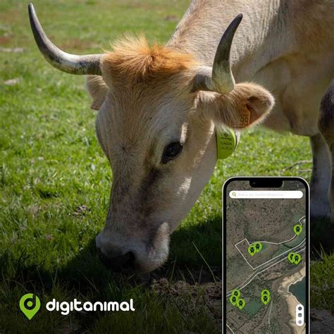 Smart GPS Livestock | Tracking Collars | GPS animal tracker