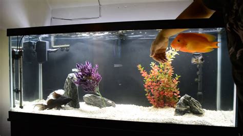 Red Devil Cichlid • Care Guide (Tank Setup, Mates & Diet)