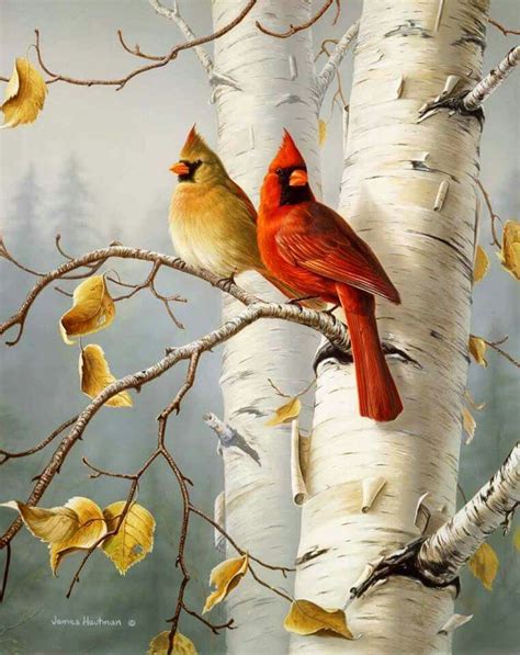 Pin by sherrie Griggs on Cardinals | Bird drawings, Cardinal birds art, Bird artwork