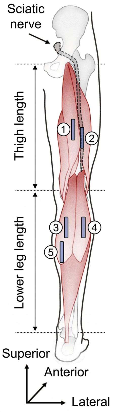 Age not just a number: Causes of joint stiffness differ between older ...