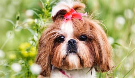 Shih Tzu Weight Chart | Shih Tzu Growth & Size Chart