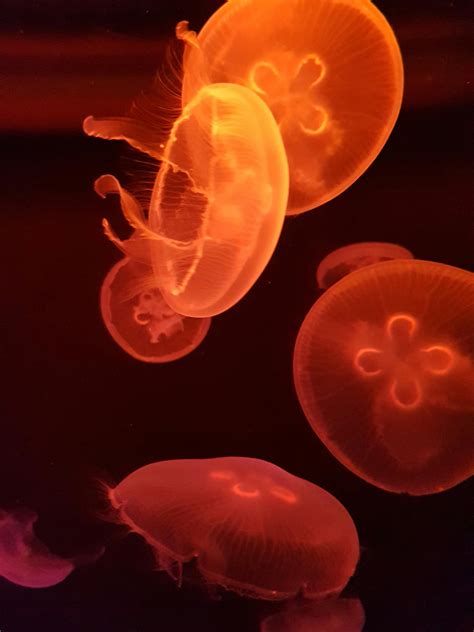 Photography Of Orange Jellyfishes · Free Stock Photo