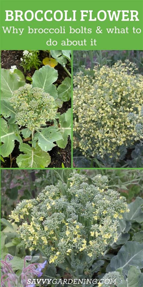 Broccoli Flower: Why Broccoli Plants Bolt and What to Do About It | Broccoli flower, Broccoli ...