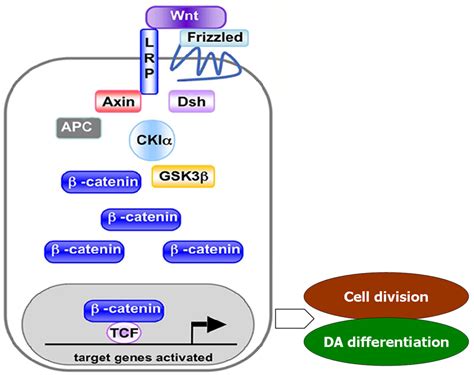 Beta Catenin Signaling Pathway