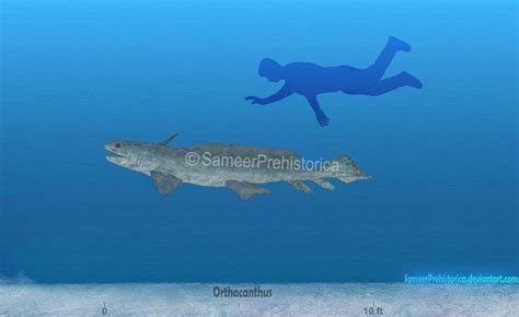 Orthacanthus Size by SameerPrehistorica on DeviantArt