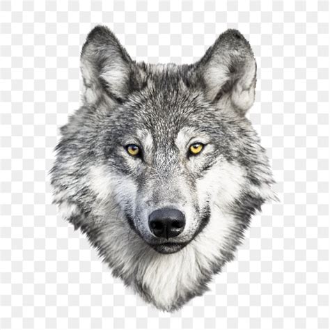 Wolf png animal, transparent background | Free PNG - rawpixel