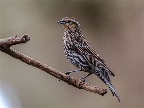 Red-winged Blackbird Migration: A Complete Guide | Bird Fact