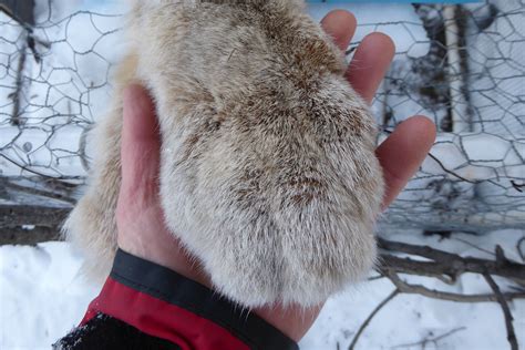 Live-trapping lynx in the far north | UAF news and information