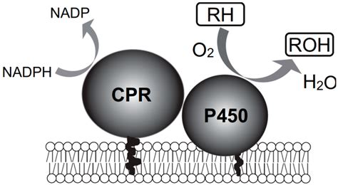 IJMS | Free Full-Text | Mammalian Cytochrome P450-Dependent Metabolism ...