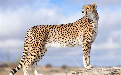 Rare Asiatic cheetah sighted in north-central Iran - Tehran Times