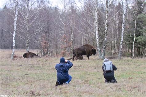 Bison Safari in the Białowieża Forest, Jan 2020 – Wild Poland